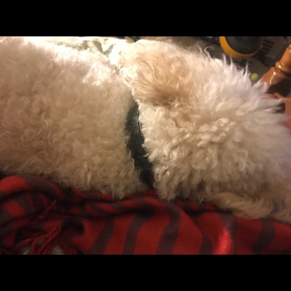 Meet your Posher, Rita - Picture 1 of 1